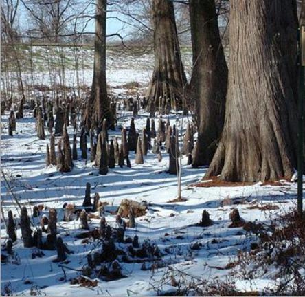 A snowy landscape featuring cypress trees and their distinctive knee-like roots emerging from the ground.