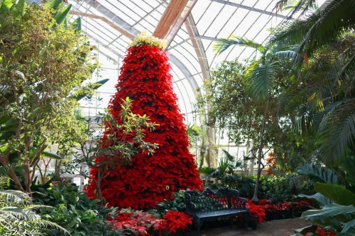 A large red poinsettia display shaped like a Christmas tree in a greenhouse, surrounded by lush greenery.
