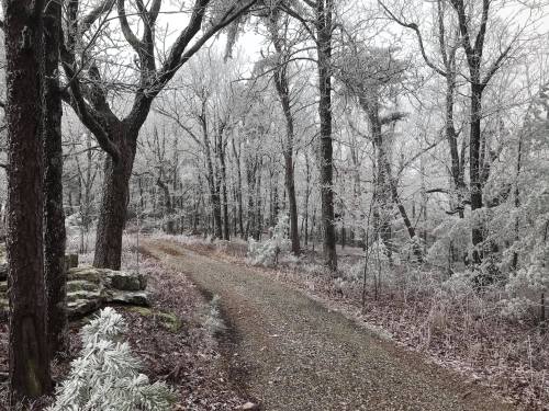 A winding gravel path through a frosty forest with bare trees and icy branches.