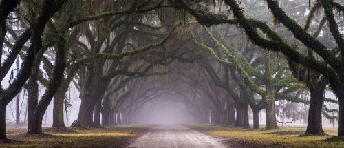 A misty path lined with large, moss-covered trees creating a serene, tunnel-like effect.