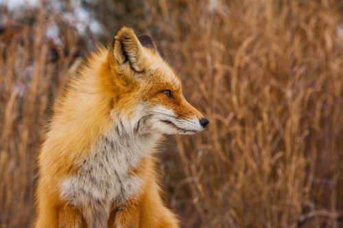 A close-up of a red fox with a bushy tail, sitting among tall, dry grass in a natural setting.