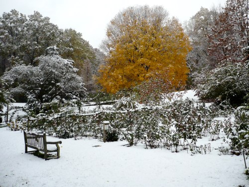 A snowy garden scene featuring a yellow tree, surrounded by snow-covered plants and a wooden bench.