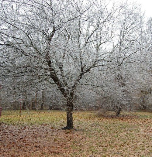 A bare tree covered in ice stands in a grassy area, surrounded by fallen leaves and a winter landscape.