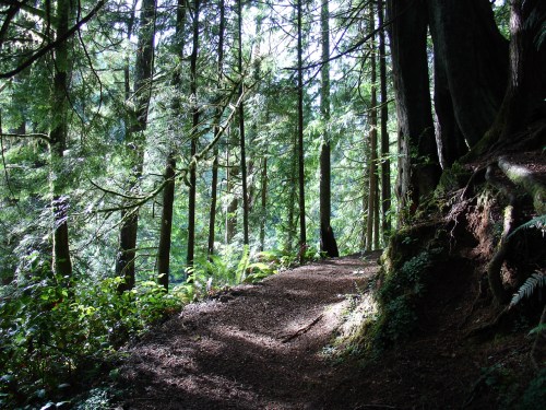 A serene forest path surrounded by tall trees and lush greenery, dappled sunlight filtering through the leaves.