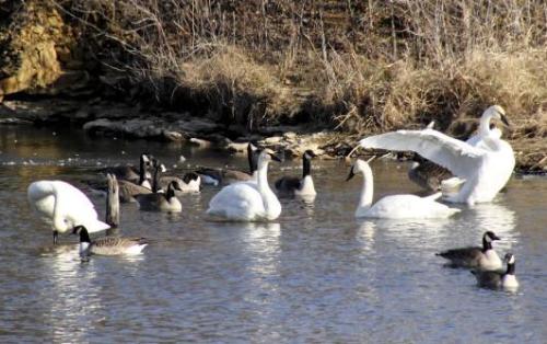 A serene scene of swans and geese swimming in a calm water body, surrounded by dry grass and rocks.