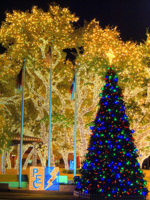 A brightly lit Christmas tree with colorful lights in front of trees adorned with white lights and festive decorations.