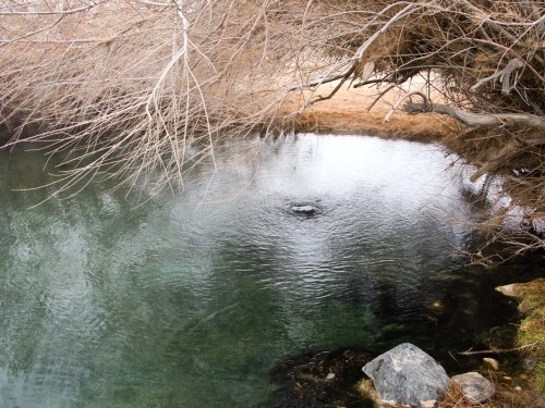 A calm, reflective pond surrounded by bare branches and rocks, with gentle ripples on the water's surface.