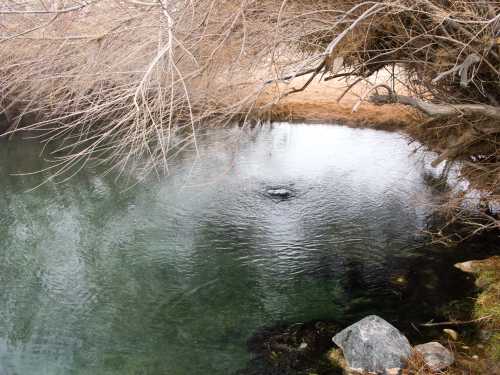 A calm, reflective pond surrounded by bare branches and rocks, with gentle ripples on the water's surface.