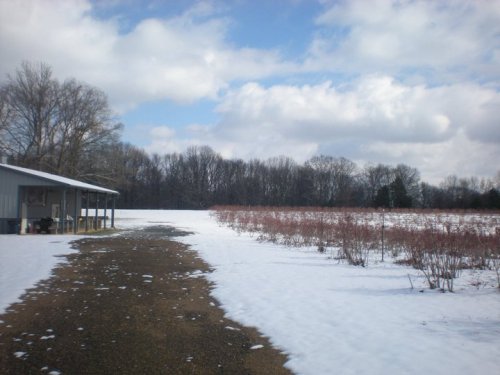 A snowy landscape with a gravel path leading to a building, surrounded by bare trees and a field of shrubs.