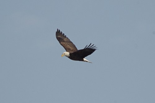 A bald eagle soaring gracefully in a clear blue sky.