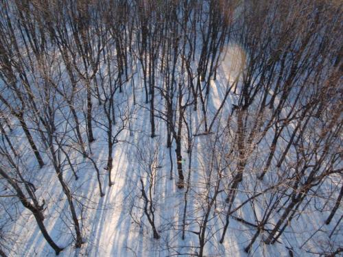 Aerial view of a snowy forest with bare trees casting long shadows on the ground.