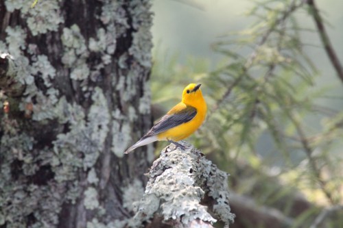 A small, vibrant yellow bird perched on a mossy tree branch, surrounded by green foliage.