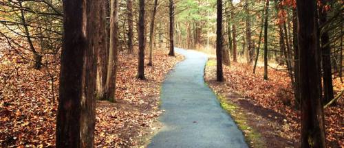 A winding path through a forest with trees and fallen leaves, creating a serene autumn atmosphere.