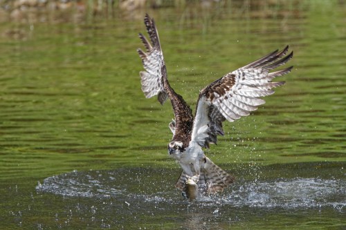 An osprey diving into water, splashing as it catches a fish, with wings spread wide against a green background.