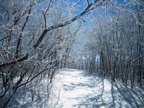 A snowy forest path surrounded by trees covered in frost under a clear blue sky.