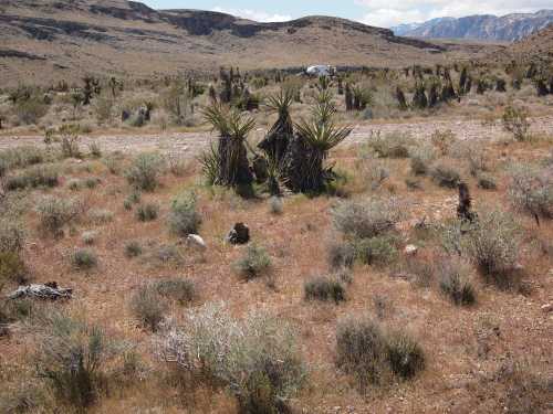 A desert landscape with sparse vegetation, including yucca plants, rocky terrain, and distant mountains under a blue sky.