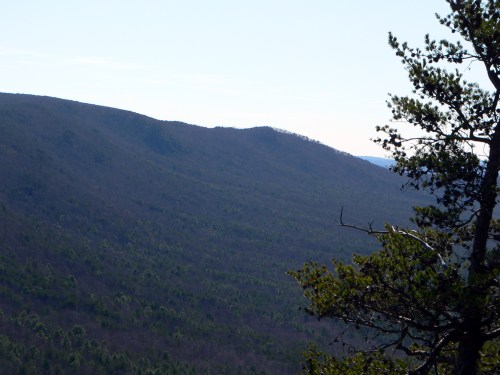 A panoramic view of rolling green hills under a clear sky, with a tree branch in the foreground.
