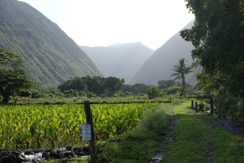 Lush green valley with mountains in the background, a dirt path, and a sign near a field of plants.