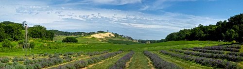 A panoramic view of a lavender field with rolling hills and a blue sky dotted with clouds in the background.