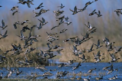 A flock of birds takes flight over a wetland, surrounded by tall grasses and a calm water surface.