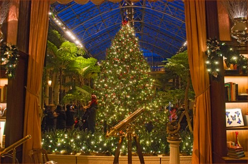A beautifully decorated Christmas tree inside a greenhouse, surrounded by lush greenery and twinkling lights.