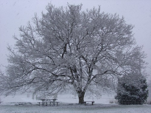 A large, leafless tree covered in snow stands in a winter landscape, with a picnic table nearby.