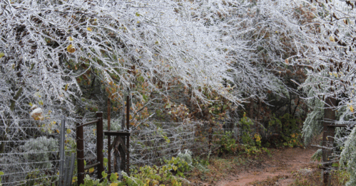 A frosty path surrounded by trees and branches coated in ice, creating a serene winter landscape.