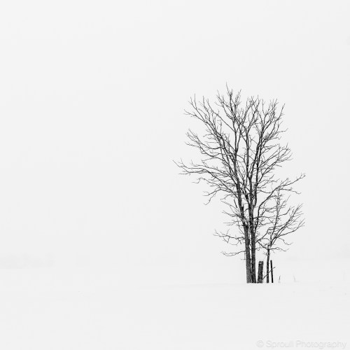 A solitary tree stands in a snowy landscape, surrounded by a white, foggy atmosphere.