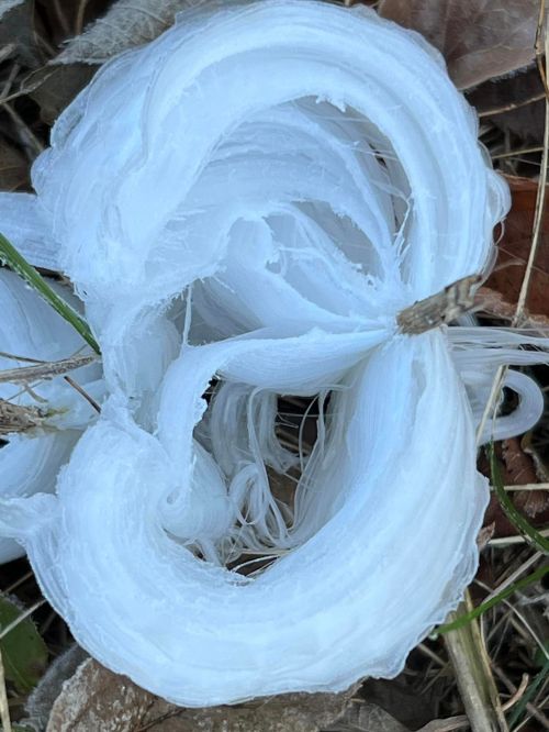 A close-up of white, silky frost formations resembling delicate, swirling ribbons on the ground among leaves.