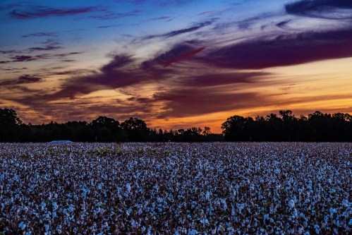 A cotton field at sunset, with vibrant clouds and a colorful sky above rows of white cotton plants.