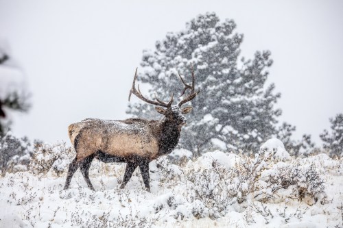 A majestic elk stands in a snowy landscape, surrounded by falling snowflakes and sparse vegetation.