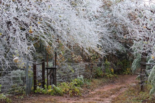 A frosty path lined with icy trees and a fence, creating a serene winter landscape.
