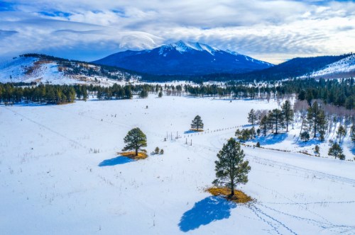 A snowy landscape with two trees in the foreground and a mountain range in the background under a cloudy sky.