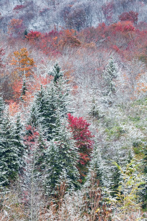 A snowy landscape featuring evergreen trees amidst vibrant autumn foliage in shades of red and orange.