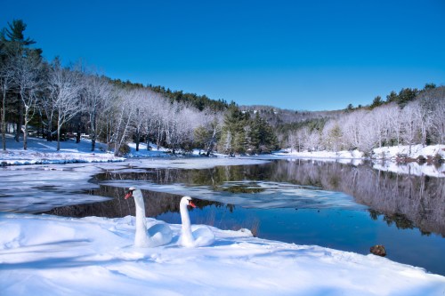 Two swans on a snowy bank beside a calm, reflective lake surrounded by frosted trees under a clear blue sky.