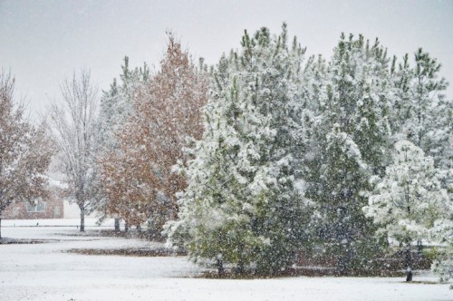 A snowy landscape featuring evergreen and deciduous trees, with heavy snowfall creating a wintery scene.