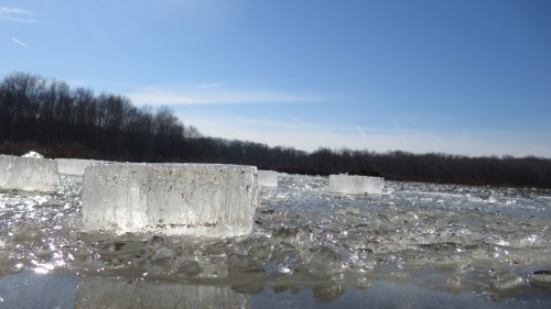 Clear ice blocks on a frozen surface, with a blue sky and trees in the background.