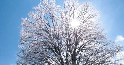 A bare tree glistens with ice against a bright blue sky, with sunlight shining through its branches.