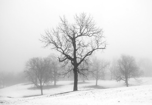 A solitary tree stands in a foggy landscape, surrounded by bare trees and a blanket of snow.