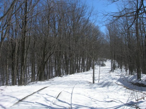 A snowy path winding through a forest of bare trees under a clear blue sky.