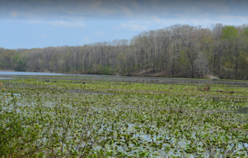 A serene lake surrounded by lush greenery and trees, with lily pads covering the water's surface.