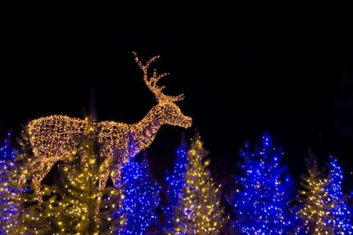 A glowing reindeer made of lights stands among blue and green illuminated trees against a dark night sky.