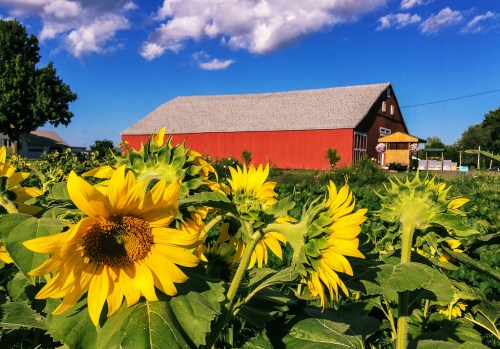A field of sunflowers in the foreground with a red barn and blue sky in the background.