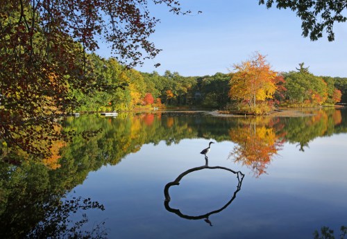 A serene lake scene with autumn foliage, featuring a heron perched on a branch reflected in the calm water.