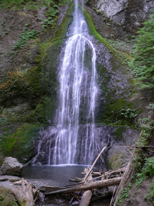 A serene waterfall cascading down a moss-covered rock face, surrounded by lush greenery and fallen logs.