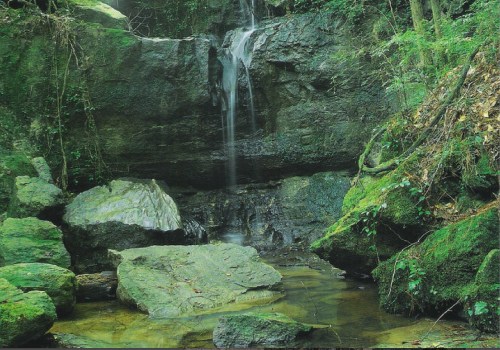 A serene forest scene featuring a small waterfall cascading over rocks into a calm pool surrounded by lush greenery.