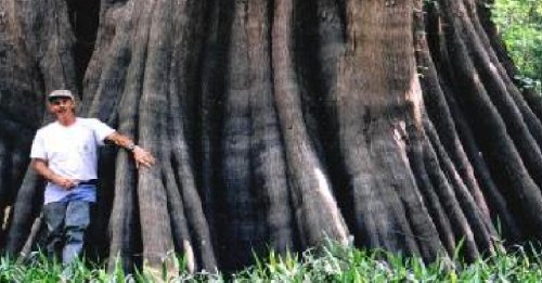 A person stands beside a massive, ancient tree with a wide trunk and prominent roots in a lush forest setting.