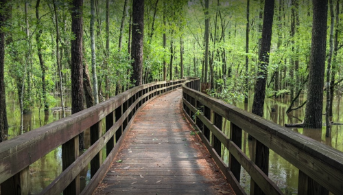 A winding wooden boardwalk through a lush green forest with trees and water visible on either side.