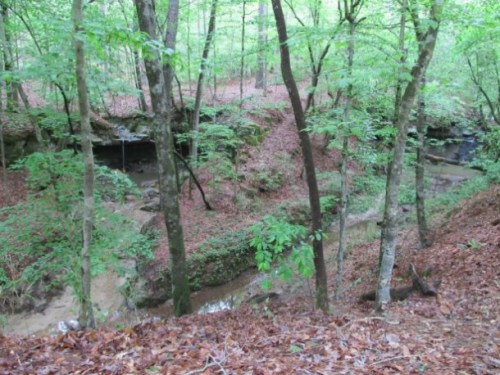 A serene forest scene with trees, a creek, and fallen leaves, showcasing lush greenery and natural terrain.