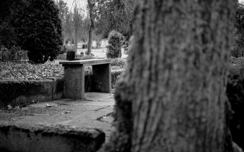 A solitary stone bench in a quiet, overgrown garden, framed by a tree and soft, blurred greenery.